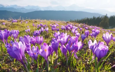 Podhalańskie fioletowe piękno, najlepsze miejsca do odwiedzenia i zrobienie zdjęć krokusów