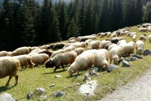 Owce na pastwisku blisko Kościeliska, Wyjazd wakacyjny do apartamentu na Podhalu