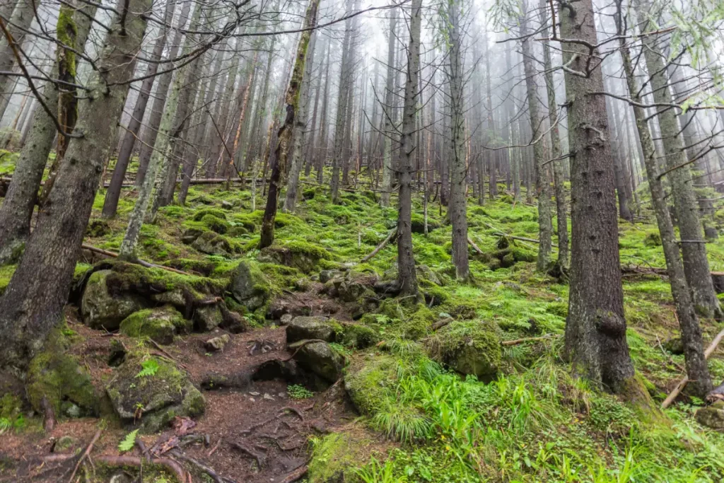 Jakie dzikie zwierzęta można spotkać w Tatrach
