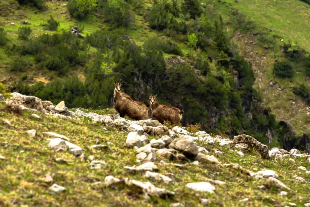 Kozica na górskiej polanie pexels-nadialovessingle-32379336 Zdjęcie autorstwa Nadia Vasil'eva z Pexels