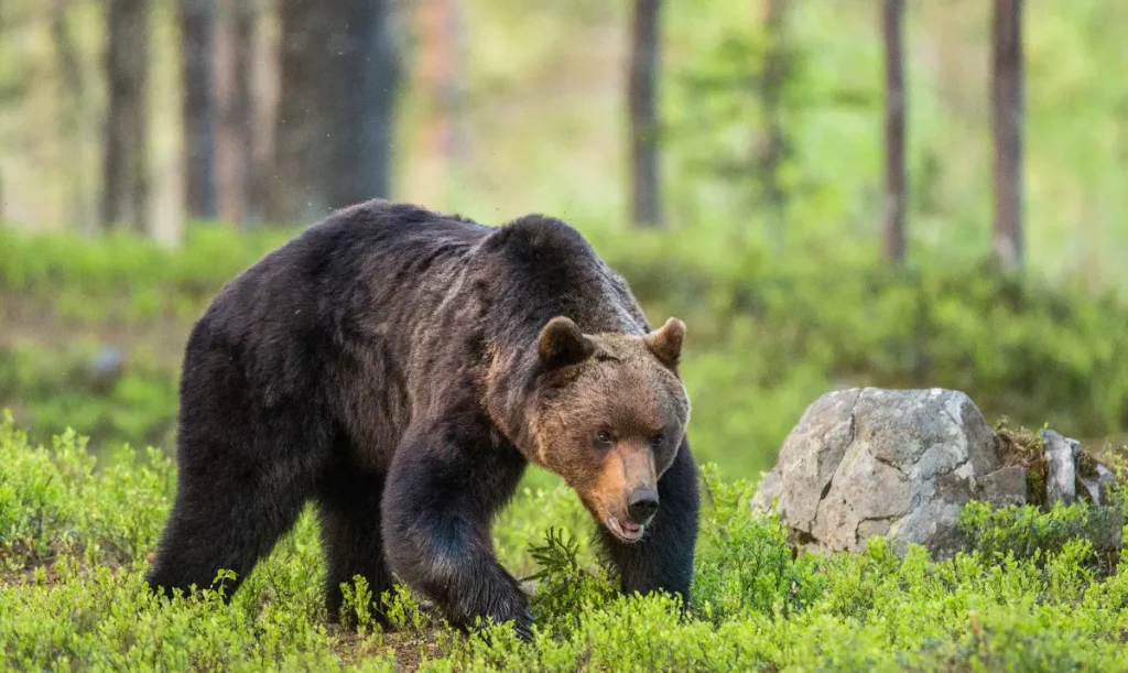 Niedźwiedź w lesie