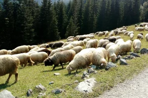 Owce zwierzęta hodowlane w Tatrach