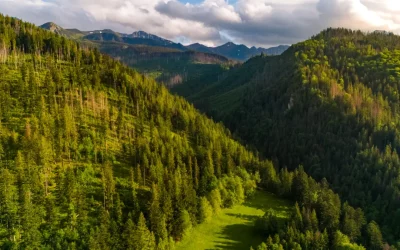 Gdzie można spotkać dzikie zwierzęta na szlaku w Tatrach i jak się prawidłowo przy nich zachować?